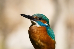 Common kingfisher - Alcedo atthis - Ledňáček říční 29
