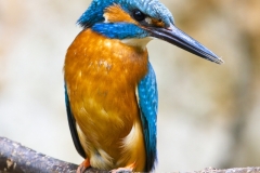 Common kingfisher - Alcedo atthis - Ledňáček říční 30