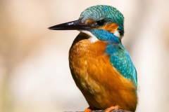 Common kingfisher - Alcedo atthis - Ledňáček říční 31