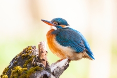 Common kingfisher - Alcedo atthis - Ledňáček říční