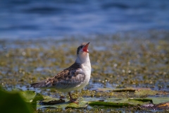 Rybák bahenní - chlidonias hybrida