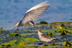 Rybák bahenní - chlidonias hybrida