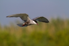 Rybák bahenní - chlidonias hybrida