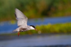 Rybák bahenní - chlidonias hybrida