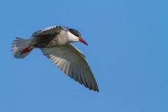 Rybák bahenní - chlidonias hybrida