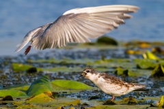 Rybák bahenní - chlidonias hybrida