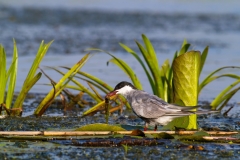 Rybák bahenní - chlidonias hybrida