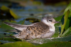 Rybák bahenní - chlidonias hybrida