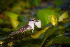 Rybák bahenní - chlidonias hybrida