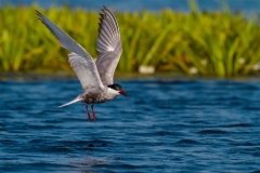 Rybák bahenní - chlidonias hybrida