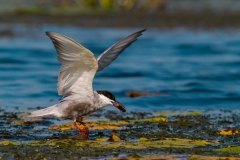 Rybák bahenní - chlidonias hybrida