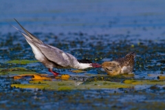 Rybák bahenní - chlidonias hybrida