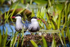 Rybák bahenní - chlidonias hybrida