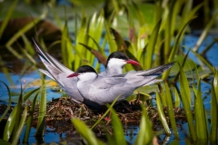 Rybák bahenní - chlidonias hybrida