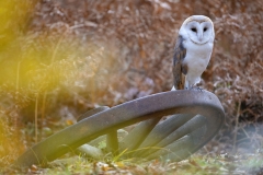 Sova pálená - Tyto alba - Barn owl