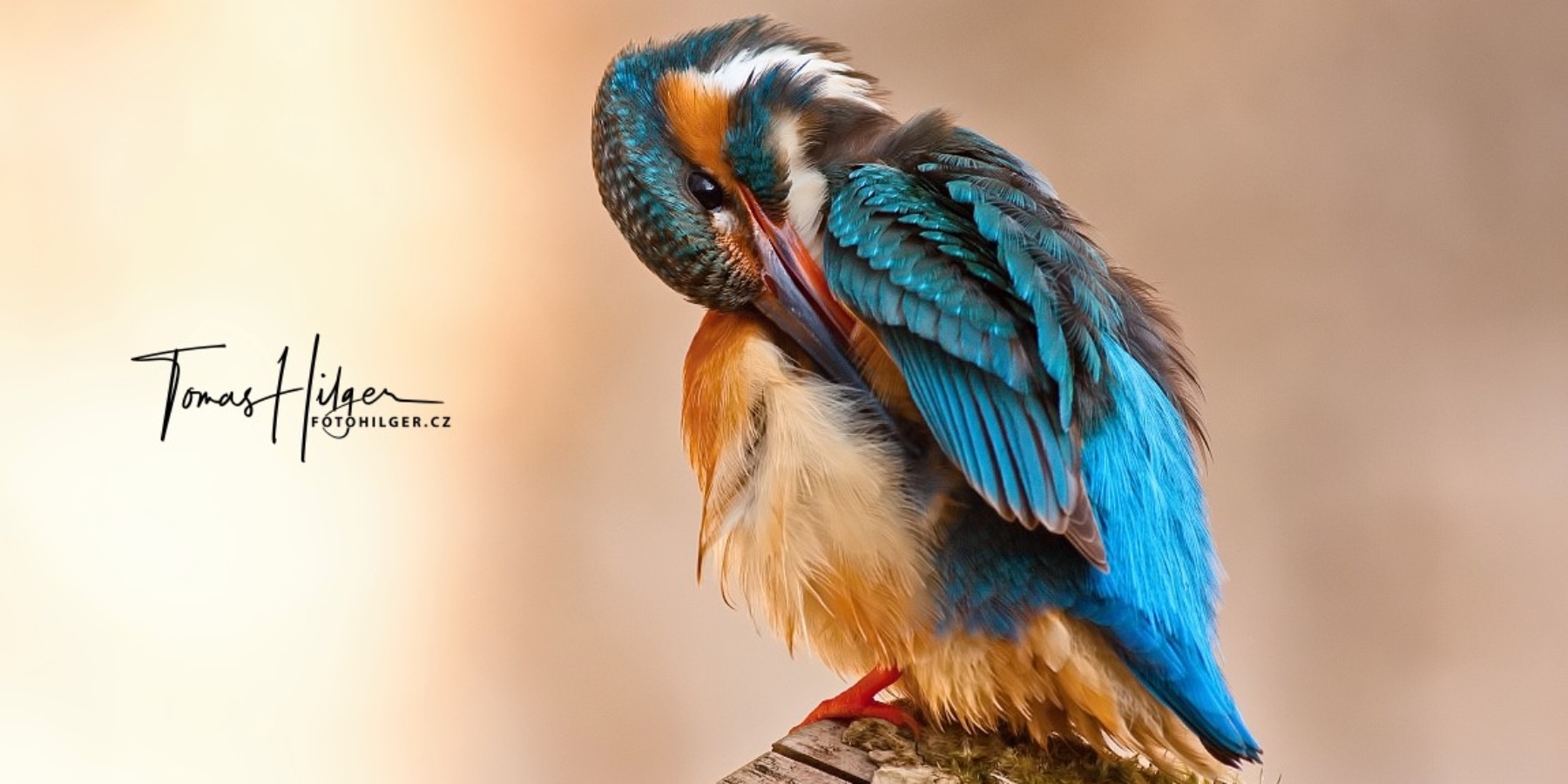 Ledňáček říční