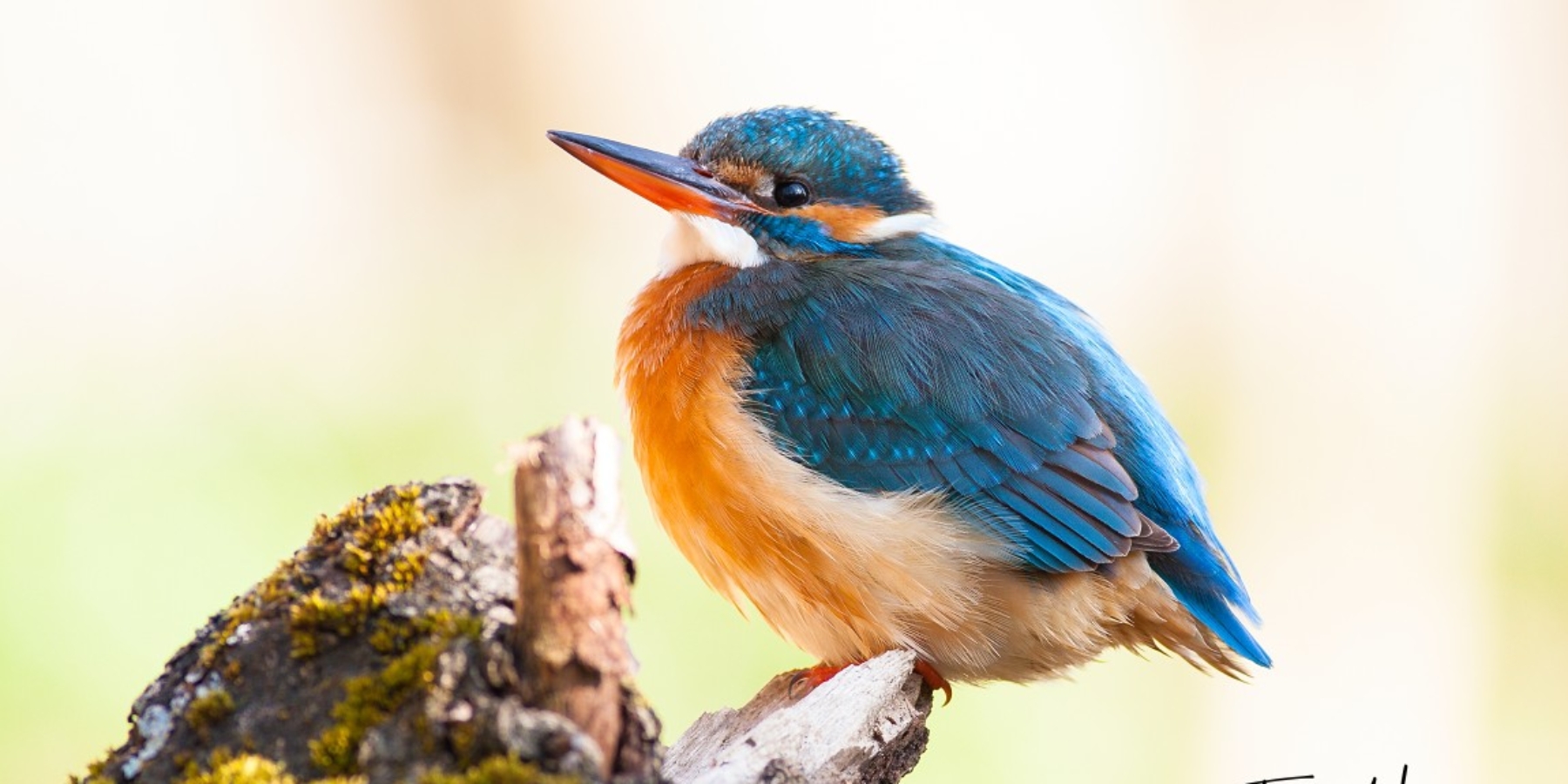 Zachyťte kouzlo přírody: 5 tipů pro lepší wildlife fotografie