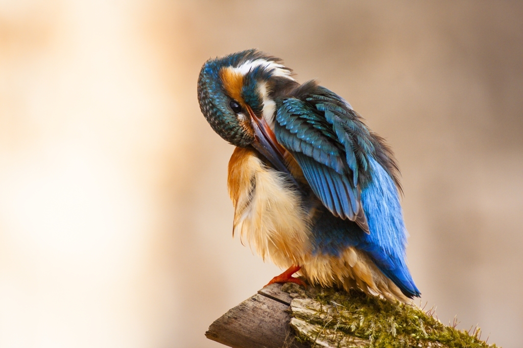 Common kingfisher - Alcedo atthis - Ledňáček říční 11