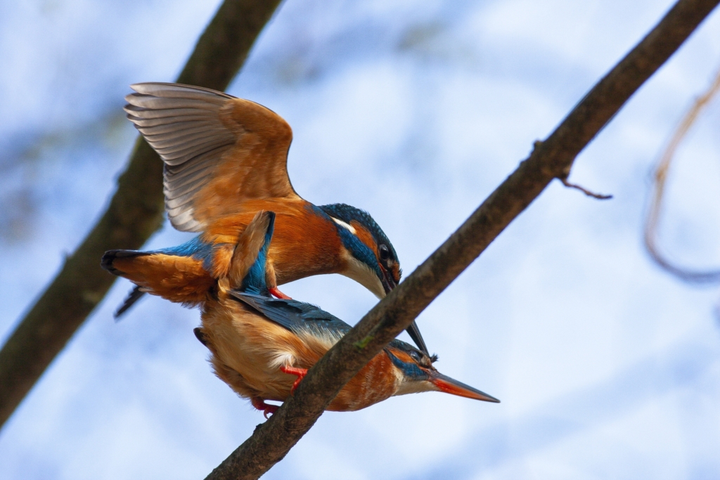 Common kingfisher - Alcedo atthis - Ledňáček říční 12