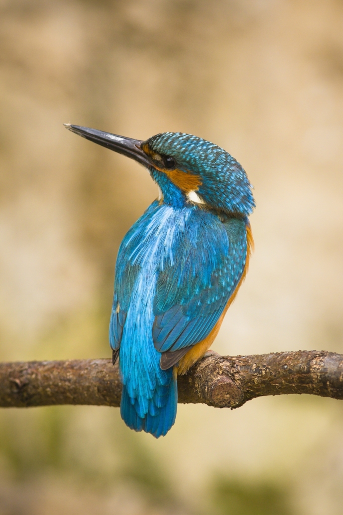 Common kingfisher - Alcedo atthis - Ledňáček říční 21