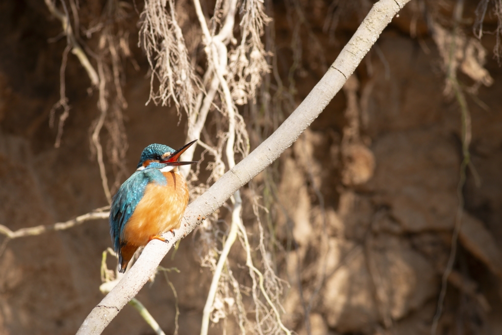 Common kingfisher - Alcedo atthis - Ledňáček říční 25