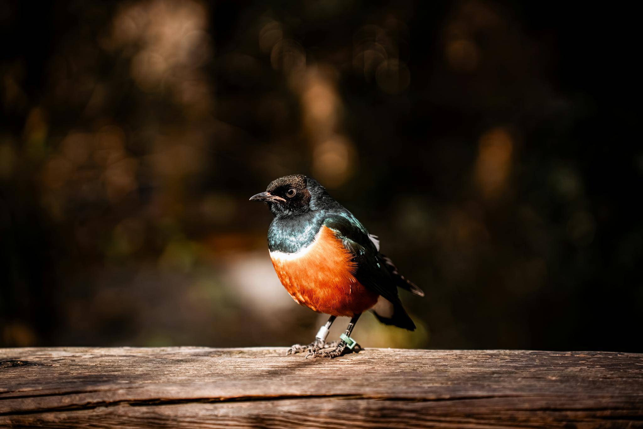 Brightly colored bird perched on a rustic wooden fence in natural light, outdoors.