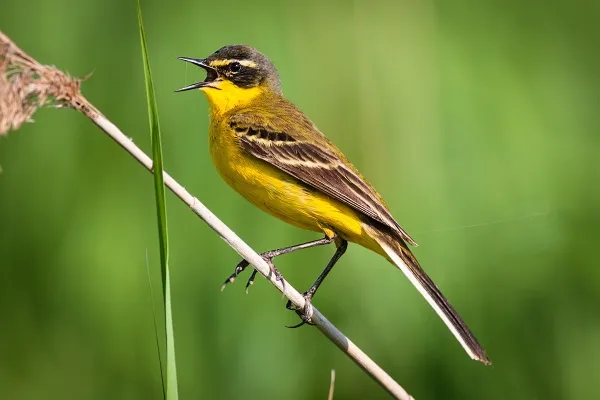 fotobanka snímků přírody 2026