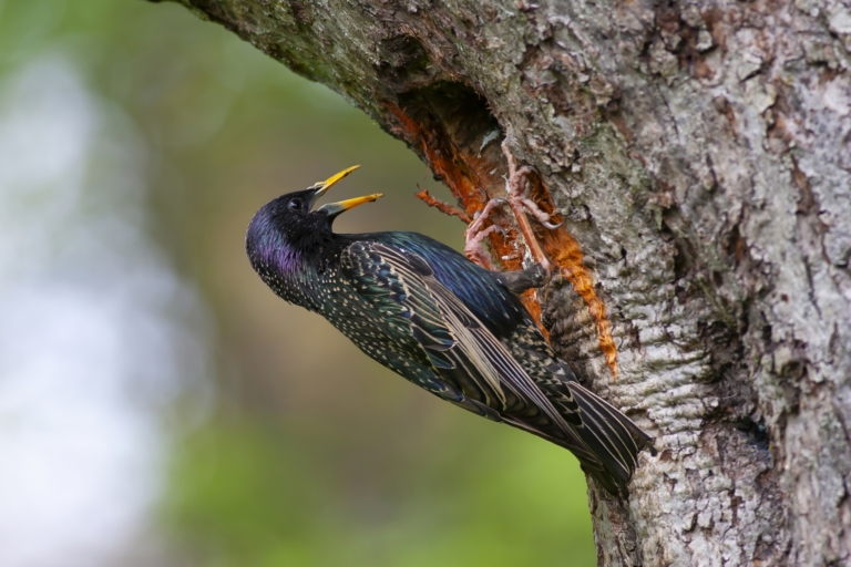 Špaček obecný u hnízda